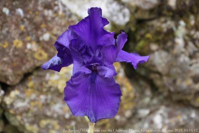 photographie “Le Jour ni l’Heure 6533 : iris, rue du Château, Plieux, Gers, lundi 22 mai 2023, 14:14:12” par Renaud Camus — www.renaud-camus.net — iris, Plieux, rue du Château, fleur