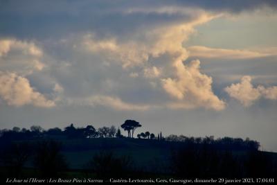 photographie “Le Jour ni l’Heure 3087 : Les Beaux Pins à Sarrau — Castéra-Lectourois, Gers, Gascogne, dimanche 29 janvier 2023, 17:04:01” par Renaud Camus — www.renaud-camus.net — Sarrau, Castéra-Lectourois, pins, pins parasols, Les Beaux Pins à Sarrau, Gers, Gascogne