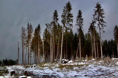 photographie “Le Jour ni l’Heure 1035 : Harzreise im Winter (Le Voyage d’hiver dans le Harz), pentes du mont Brocken, vendredi 26 février 2022, 16:11:50” par Renaud Camus — www.renaud-camus.net — Harz, Harzreise im Winter, Le Voyage d’hiver dans le Harz, Brocken, Goslar, Vernigerode, Basse-Saxe, Allemagne, Deutschland, hiver, voyage, 26 février 2022