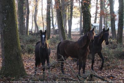 photographie “Le Jour ni l\'Heure 1347 : chevaux dans les bois, La Revanche, Lectoure, Gers, Gascogne, dimanche 11 décembre 2022, 15:33:17” par Renaud Camus — www.renaud-camus.net