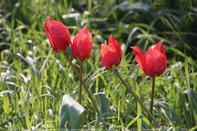 photographie “Le Jour ni l’Heure 1867 : En Lomagne — tulipes sauvages au bout des champs, Plieux, Gers, Gascogne, dimanche 16 mars 2025, 16:44:29” par Renaud Camus — www.renaud-camus.net — tulipes, tulipes sauvages, Plieux, Gers, Gascogne, Lomagne, En Lomagne