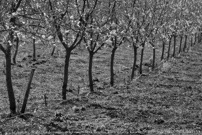 photographie “Le Jour ni l’Heure 1482 : En Lomagne — les amandiers, Boulan, Plieux, Gers, Gascogne, mercredi 5 mars 2025, 16: 23:53” par Renaud Camus — www.renaud-camus.net — amandiers, Aux amandiers, Plieux, Boulan, Boulant, Lomagne, En Lomagne, Gers, Gascogne, arbres en fleurs