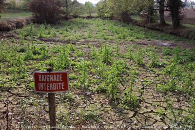 photographie “Le Jour ni l’Heure 9359 : Baignade interdite — Barachin, Lectoure, Gers, Gascogne, samedi 8 octobre 2022, 16:37:01” par Renaud Camus — www.renaud-camus.net — Barachin, Lectoure, Castet-Arrouy, baignade interdite, baignade, réservoir, Gers, Gascogne, eau, sécheresse