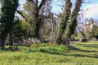 photographie “Le Jour ni l’Heure 1858 : En Lomagne — tulipes rouges au bout des champs, Plieux, Gers, Gascogne, dimanche 16 mars 2025, 16:43:01” par Renaud Camus — www.renaud-camus.net — tulipes, tulipes sauvages, Plieux, Lomagne, fleurs, Gers, Gascogne