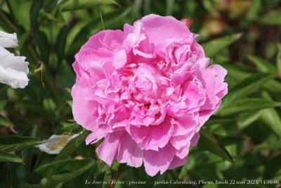 photographie “Le Jour ni l’Heure 6539 : pivoine — jardin Cabestaing, Plieux, lundi 22 mai 2023, 14:16:06” par Renaud Camus — www.renaud-camus.net — pivoine, rose, pivoine rose, Plieux, jardin Cabestaing, Gers, Gascogne, fleur