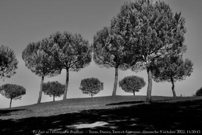 photographie “Le Jour ni l’Heure 9383 : En Brulhois — Turas, Dunes, Tarn-et-Garonne, dimanche 9 octobre 2022, 14:50:43” par Renaud Camus — www.renaud-camus.net — Turas, château de Turas, tour des Templiers, Dunes, Tarn-et-Garonne, Occitanie, arbres, pins