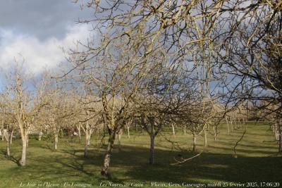 photographie “Le Jour ni l’Heure 1290 : En Lomagne — Les Noyers auu Cassé — Plieux, Gers, Gascogne, mardi 25 février 2025, 17:06:20” par Renaud Camus — www.renaud-camus.net — noyers, Les Noyers au Cassé, Cassé, Le Cassé, Plieux, Lomagne, En Lomagne, Gers, Gascogne