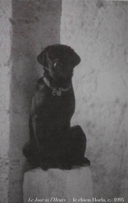 photographie “Le Jour ni l’Heure 5463 : le chien Horla, c. 1995” par Renaud Camus — www.renaud-camus.net — Horla, Le Horla, chien, 1995, Vie du chien Horla, Plieux