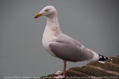 photographie “Le Jour ni l’Heure 7812 : Étude pour les gris — Les goélands perdus les prendront pour des leurs, Sauzon, Belle-Île, Morbihan, Bretagne, mercredi 25 décembre 2024, 13:49:41” par Renaud Camus — www.renaud-camus.net — goéland, Les goélands perdus les prendront pour des leurs, Jean de La Ville de Mirmont, Sauzon, Belle-Île, Morbihan, Bretagne, Étude pour les gris