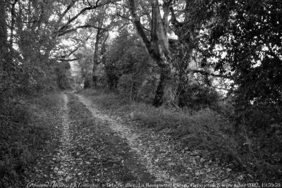 photographie “Le Jour ni l’Heure 8449 : En Lomagne — la belle allée, La Rouquette, Plieux, Gers, Gascogne, jeudi 8 septembre 2022, 19:59:59” par Renaud Camus — www.renaud-camus.net — allée, belle allée, La Rouquette, Plieux, Gers, Gascogne