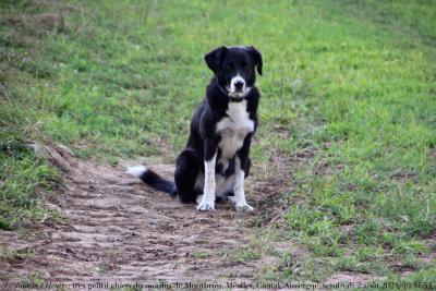 photographie “Le Jour ni l‘Heure 0044 : très gentil chien du moulin de Montbrun, Méallet, Cantal, Auvergne, vendredi 2 août 2024, 19:31:54” par Renaud Camus — www.renaud-camus.net — chien, Montbrun, moulin de Montbrun, château de Montbrun, Méallet, Mauriac, Cantal, Auvergne, Haute-Auvergne