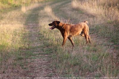 photographie “Le Jour ni l’Heure 8437 : portrait du chien Baloo, La Rouquette, Plieux, Gers, Gascogne, jeudi 8 septembre 2022, 19:53:16” par Renaud Camus — www.renaud-camus.net — chien, Baloo, le chien Baloo, La Rouquette, Plieux, Gers, Gascogne