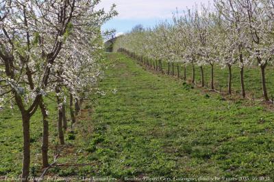 photographie “Le Jour ni l’Heure 1585 : En Lomagne — Les Amandiers — Boulan, Plieux, Gers, Gascogne, dimanche 9 mars 2025, 16:30:21” par Renaud Camus — www.renaud-camus.net — amandiers, Les Amandiers, La Bonnefont, Boulan, Boulant, Plieux, Gers, Gascogne, arbres en fleurs