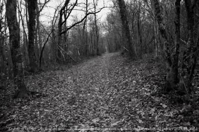 photographie “Le Jour ni l’Heure 2855 : Au fond des bois — Bois commun, Escoupetaulès, Gimbrède, Gers, Gascogne, dim. 22 janvier 2022, 15:36:54” par Renaud Camus — www.renaud-camus.net — Au fond des bois, Escoupetaulès, Gimbrède, Bois commun, Lomagne, En Lomagne, Gascogne, forêt, Gers