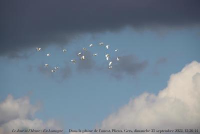 photographie “Le Jour ni l’Heure 9087 : En Lomagne — Dans la plaine de l’ouest, Plieux, Gers, Gascogne, dimanche 25 septembre 2022, 15:26:44” par Renaud Camus — www.renaud-camus.net — oiseaux, piquebœux, Plieux, Gers, Gascogne, Lomagne, En Lomagne