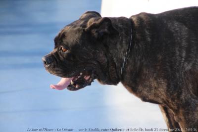 photographie “Le Jour ni l’Heure 7587 : La Chienne — sur le Vindilis, entre Quiberon et Belle-Île, lundi 23 décembre 2024, 15:03:34” par Renaud Camus — www.renaud-camus.net — chien, chienne, La Chienne, Vindilis, Quiberon, Le Palais, bateau, en mer, mer